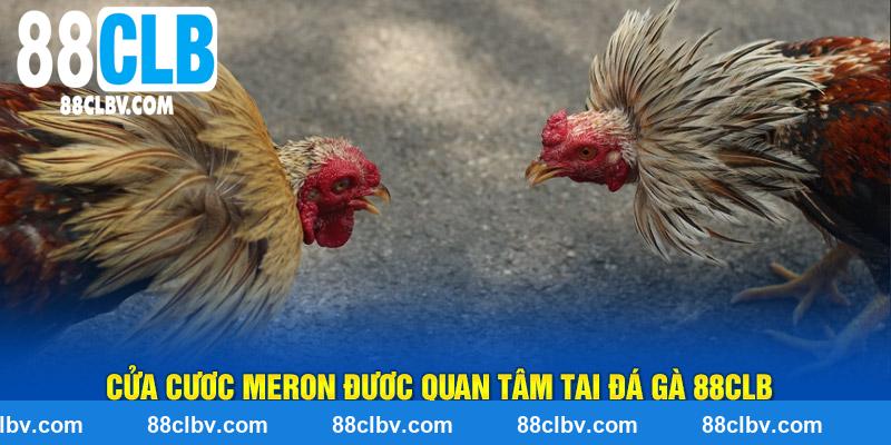 Cửa cược Meron được quan tâm tại đá gà 88CLB