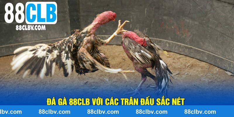 Đá gà 88CLB với các trận đấu sắc nét