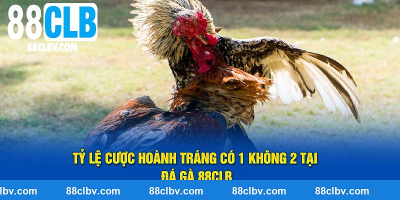 Tỷ lệ cược hoành tráng có 1 không 2 tại đá gà 88CLB